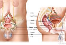 الجهاز التناسلي الذكري