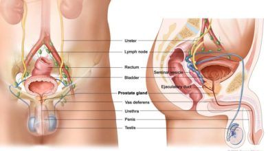 الجهاز التناسلي الذكري